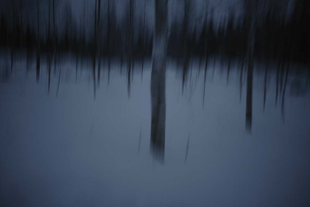 Les Arbres bleus, sans titre, 2008