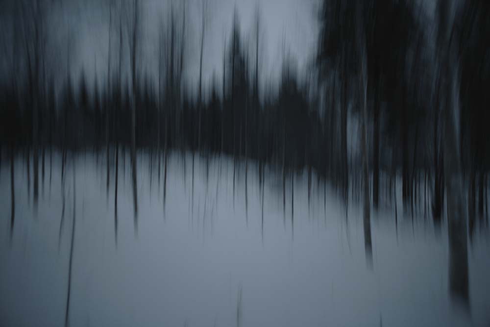 Les Arbres bleus, sans titre, 2008