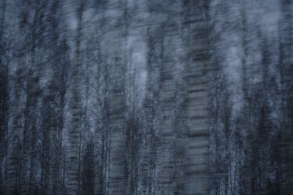 Les Arbres bleus, sans titre, 2008