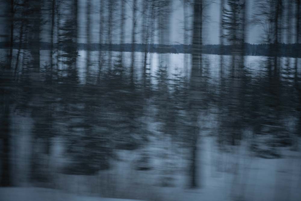 Les Arbres bleus, sans titre, 2008