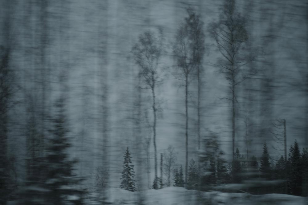 Les Arbres bleus, sans titre, 2008