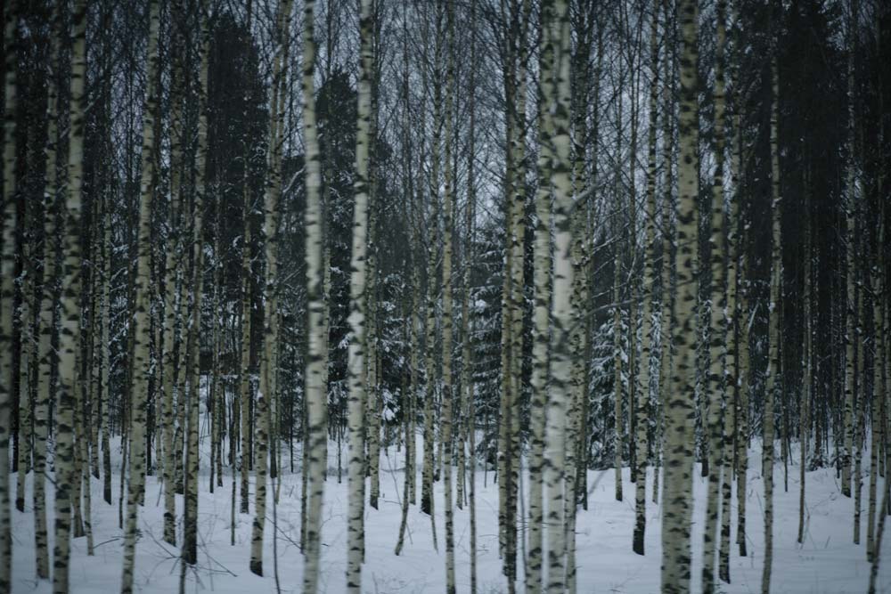 Les Arbres bleus, sans titre, 2008