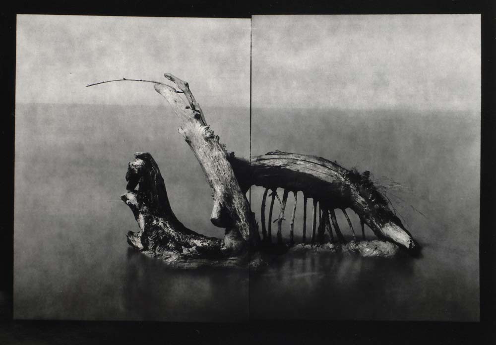 Le Bestiaire, « 17 juillet », 2005